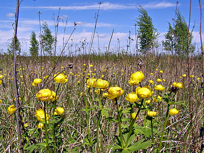 木柴中黄色花朵植物群荒野植物学场地生物学草本植物草地生长床单花园图片