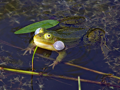 沼泽中的青蛙堆焊膀胱草本植物欺骗濒危植物两栖动物球形呼吸池塘图片