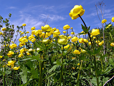 田地上的花朵牧场宏观荒野生物学生长蓝色花瓣草地场地床单图片