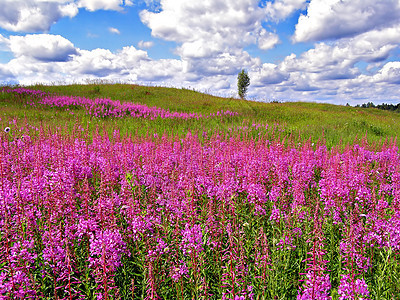 田中的花朵地平线花瓣蓝色天空荒野晴天空地地面紫丁香草地图片