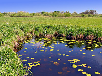 绿地上的小湖反射树木叶子季节公园风景树叶荒野支撑旅行图片