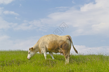 绿草地上的牛哺乳动物农场鼻子天空奶制品稻草牧场蓝色团体奶牛图片