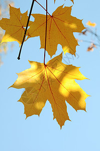树叶活力季节性阳光公园黄色天空森林季节叶子橙子图片