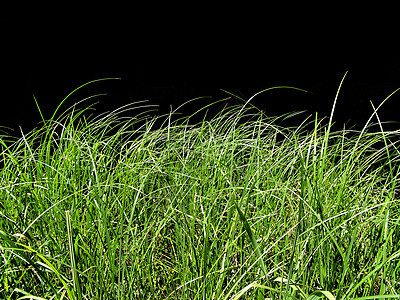 从孤立的绿色草原中取出的背景图片
