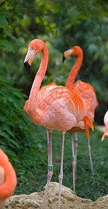 粉红烈火动物动物园粉色火烈鸟沙漠图片