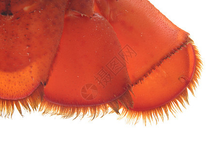 龙虾菜单奢华熟食天线甲壳市场动物工作室美食贝类图片