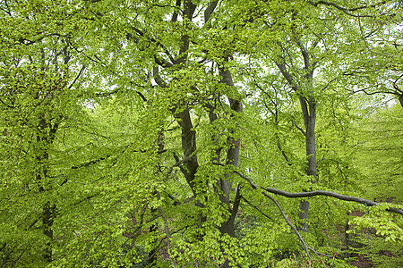 遍地的鸟窝树木树叶绿色公园水平森林背景图片
