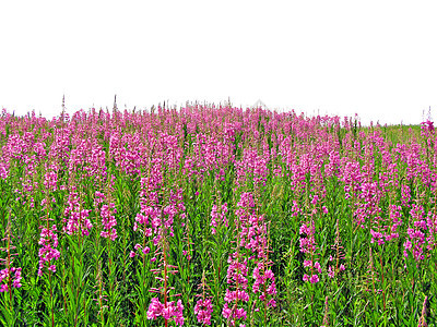 田地花朵植物草地晴天荒野淡紫色健康地面土地天气环境图片