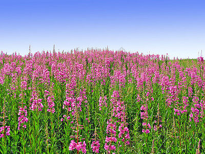 田地花朵农村草地植物环境天气牧草生长土地健康植物群图片