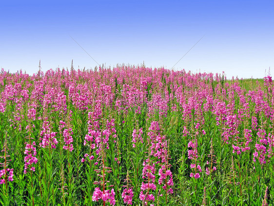 田地花朵农村草地植物环境天气牧草生长土地健康植物群图片