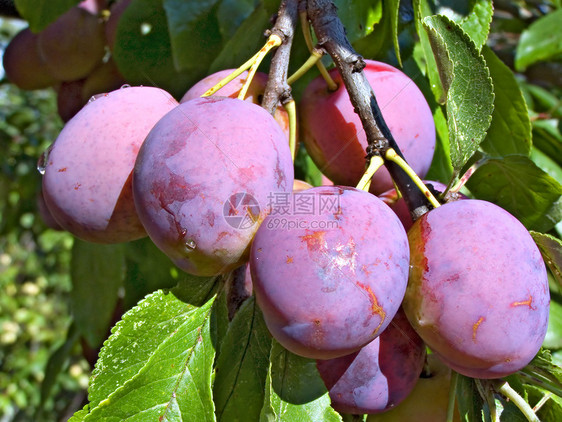 树枝上的李子叶子果汁花蜜混响水果浆果食物果实紫色青菜图片