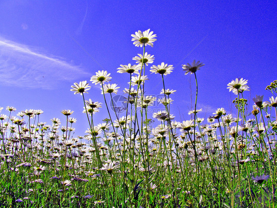 田地上的电轮荒野天空环境甘菊空地植物花瓣草地农村洋甘菊图片