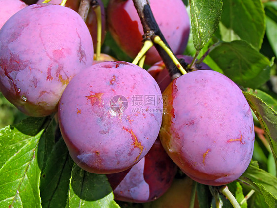 树枝上的李子果实青菜宏观水果叶子反射果汁浆果蔬菜甜点图片