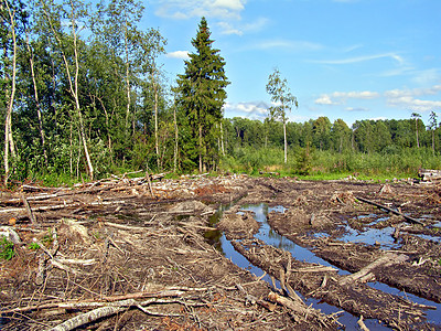 切除木柴气候国家森林破坏日志植被生态砍伐风景收成图片