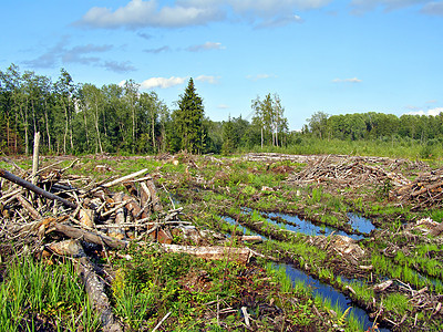 切除木柴损害回收木头资源树桩环境植被收成生产森林图片