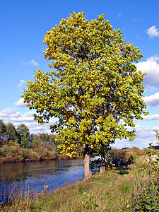 河附近大橡树背景图片