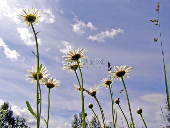 云层下方的天轮花朵图片