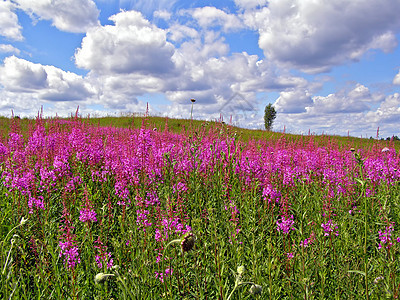 田地花朵淡紫色蓝色土地植物牧草晴天草地草本植物地平线天气图片