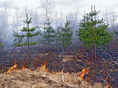 木柴中的火灌木场地木头辉光松树毛皮草地速度焚化损害图片