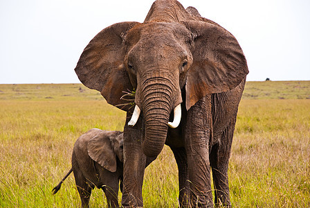 一头非洲象保护它的孩子图片