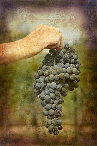 里佩尼比洛葡萄蓝色水果手臂农业吸引力假期葡萄园明信片旅游传统图片
