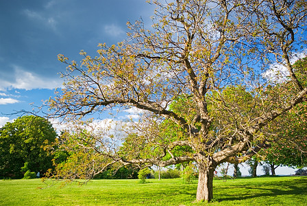 大树天气场景橡木植物季节孤独木头公园晴天叶子图片