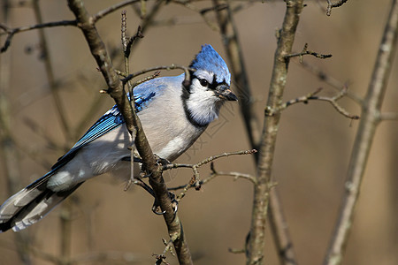 蓝杰观鸟林地翅膀森林鸟类栖息羽毛蓝色荒野野生动物图片