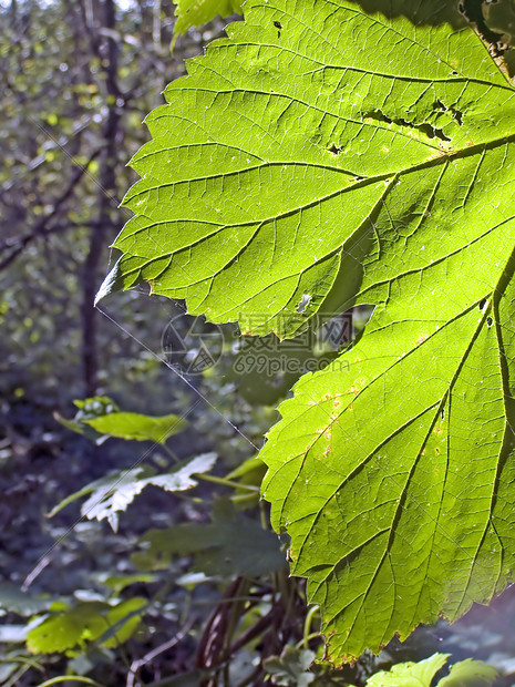工作表树床单阳光桦木生长植物网格植物群森林阴影宏观图片