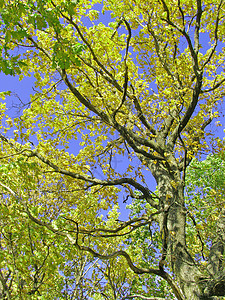 橡木的树枝森林反射树叶树木叶子宏观植物分支机构绿色生长图片