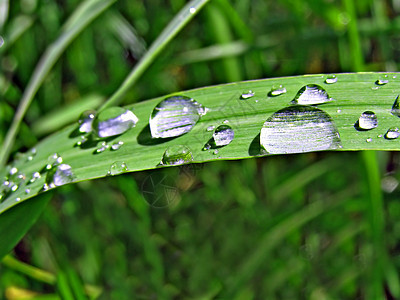 床单上滴雨飞溅强光叶子气候草本植物植物眼泪海浪特写洪水图片