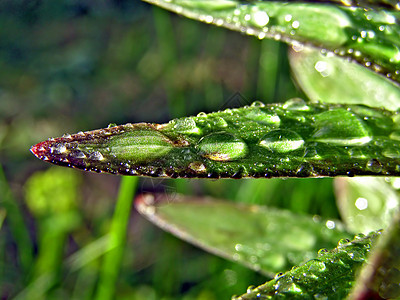 床单上滴雨细流植物细雨活力洪水草本植物百合宏观镜头环境图片