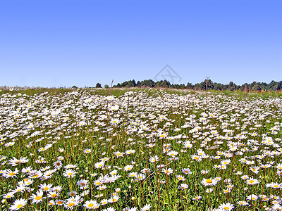 田地上的电轮蓝色生长甘菊地面植物群天气荒野草本植物洋甘菊植物图片