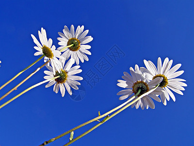 蓝色背景的天轮上的花朵农村空地洋甘菊甘菊地面卫生牧草生长国家土地图片