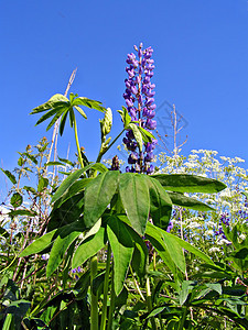 田野上的花朵宏观草本植物花瓣紫色花园荒野生长天空植物群草地图片