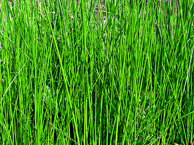 绿药草美丽风景气候收获假期草地天空环境自由沼泽图片