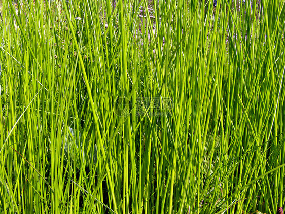 绿药草气候美丽沼泽叶子牧场射线天气收获阳光假期图片