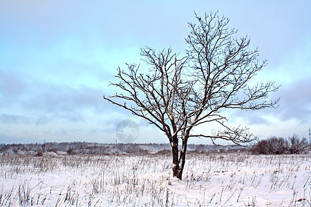 冬季田地上的小橡树图片