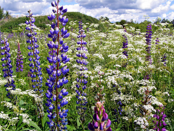 野外的松木植物群草本植物场地花园紫色生物学床单荒野花朵生长图片