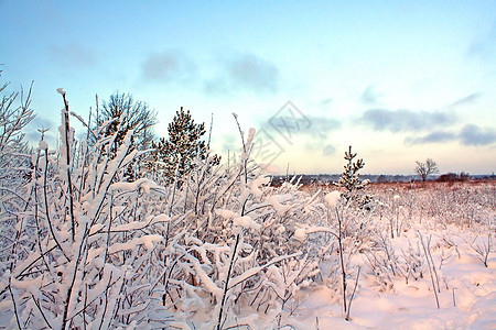 雪树下积雪射线森林大路天气果园白色降雪风景雪花蓝色图片