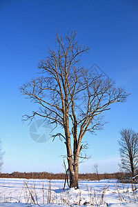 冬季田地上的老树寒意木头蓝色场地环境衬套孤独季节森林木材图片