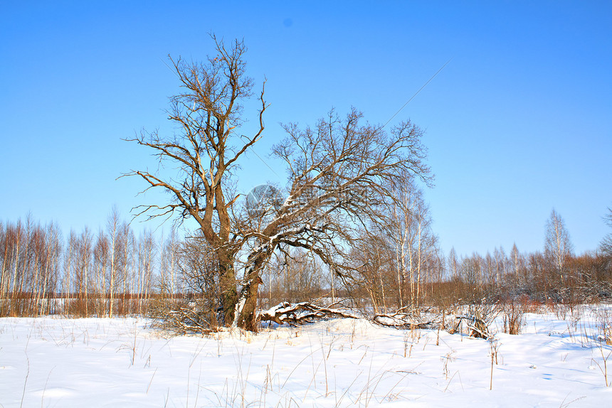 字段上的旧橡木衬套气候场地木头季节农村木材孤独寒意阴影图片