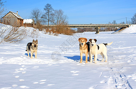 冰河上的流浪狗攻击犬类胡须哺乳动物宠物毛皮乡村头发冻结暴风雪图片