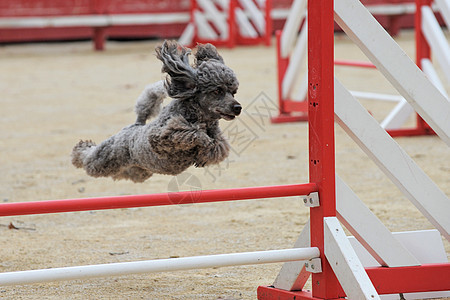 敏捷的狗跳跃运动训练犬类竞赛闲暇活动灰色哺乳动物图片