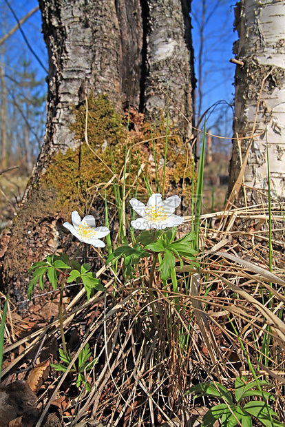 木的雪草地季节叶子生活阳光花园园艺白色花朵公园图片