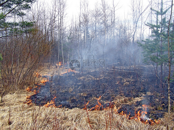 木柴中的火木头辉光松树灌木焚化跑步危险伤害损害橙子图片
