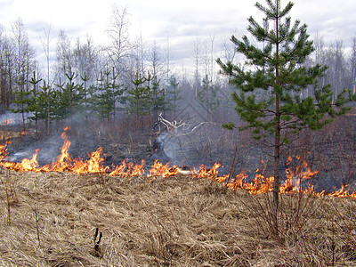 木柴中的火危险场地松树跑步速度木头橙子草地伤害灌木图片