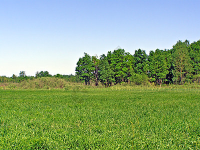 林木附近的草原森林牧场叶子草地沼泽国家床单衬套木头天空图片