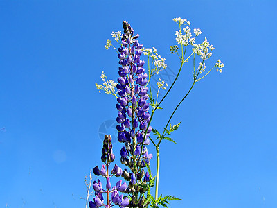 野外的松木花朵照顾草地草本植物床单植物学宏观生长生物学蓝色图片