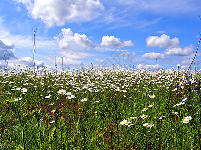 田地上的电轮洋甘菊天空花瓣荒野植物群晴天空地天气土地卫生图片