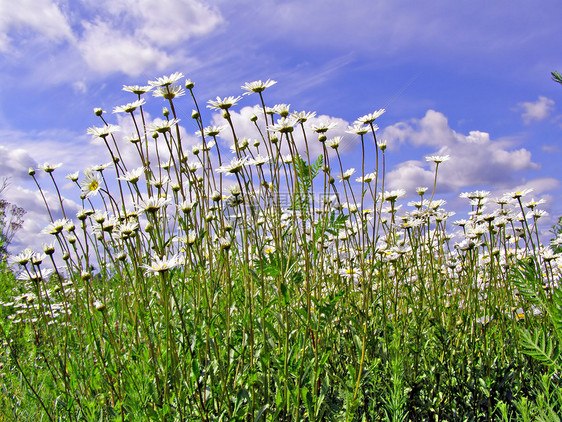 田地上的电轮植物荒野天气植物群草地地面环境牧草花瓣蓝色图片